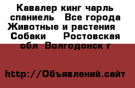 Кавалер кинг чарль спаниель - Все города Животные и растения » Собаки   . Ростовская обл.,Волгодонск г.